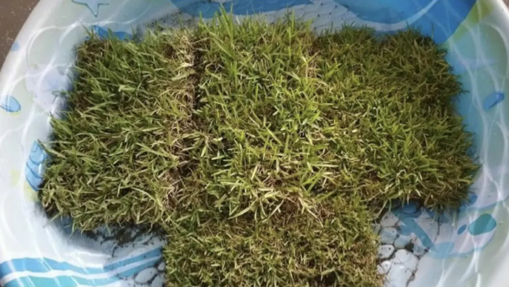 People Are Putting Pieces of Sod Into Kiddie Pools and It’s Pure Genius