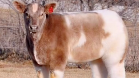 Have You Ever Wondered What A Cow Looks Like When It’s Washed and Blowdried?
