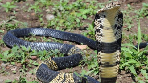 There Is A Venomous West African Banded Cobra Missing In Texas Right Now And I’m Getting A Mongoose