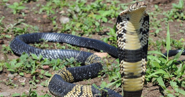 There Is A Venomous West African Banded Cobra Missing In Texas Right Now And I’m Getting A Mongoose