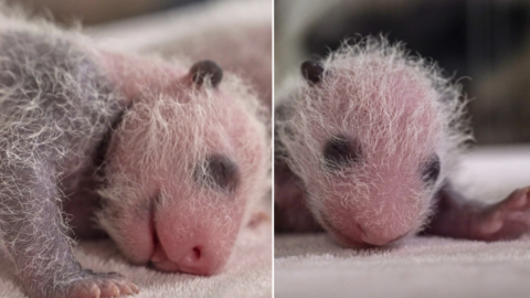 This Zoo Has Just Released Pictures Of Newborn Pandas and They Are Beary Cute