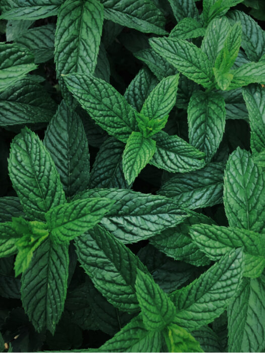 bundle of fresh peppermint leaves to describe the benefits of using peppermint essential oil