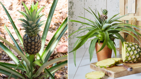 Walmart Is Selling $15 Pineapple Plants and I’m On My Way