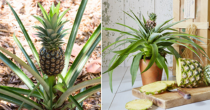 Walmart Is Selling $15 Pineapple Plants and I’m On My Way