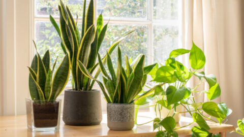 Apparently Teens Want ‘Potted Plant Parents’ and It’s Not As Exciting As It Sounds