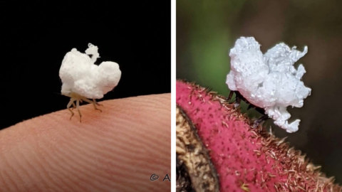 This Tiny Insect Looks Like A Fluffy Cotton Ball And I Want One