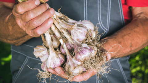 Here’s How To Grow Your Own Garlic (It’s Easier Than You Think)