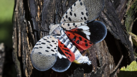 Don’t Let It’s Beauty Fool You, This Insect Is Actually So Dangerous, Officials Want You To Kill It