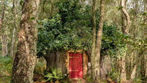 You Can Stay at Winnie the Pooh’s Tree House in the Hundred Acre Wood And I’m Packing My Bags