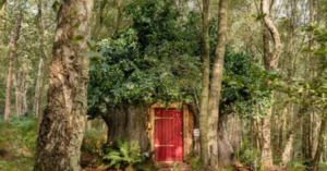 You Can Stay at Winnie the Pooh’s Tree House in the Hundred Acre Wood And I’m Packing My Bags