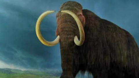 Scientists Want To Bring The Woolly Mammoth Out Of Extinction And Do We Really Think This Is A Solid Plan?