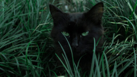 PSA: Please Keep Your Black Cats Inside For Halloween