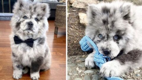 This Chow Puppy Is Named ‘Oreo Cloud’ Because He Looks Like Cookies & Cream Ice Cream