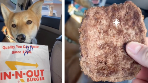 In-N-Out Has a Secret Pet Menu So Your Dogs Can Eat With You On the Go