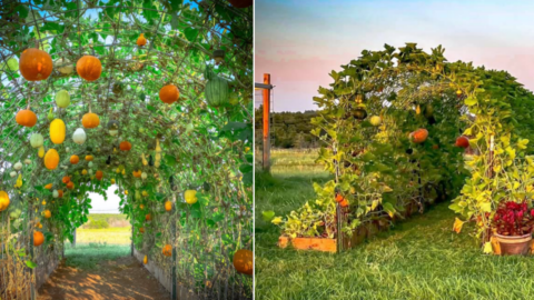 Vertical Gardens Are The New Garden Trend. Here’s Why You Should Try It.