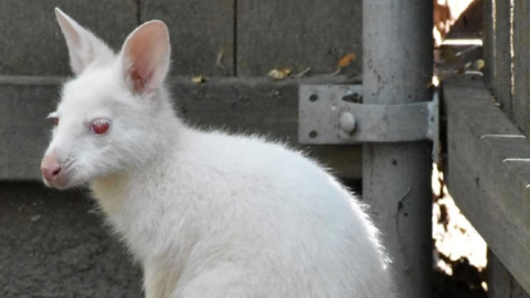 An Albino Baby Wallaby Was Born At A Zoo In Kansas And It Is Adorable