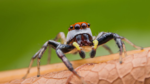 Turns Out, The Way You Clean May Be Accidentally Inviting Spiders Into Your Home
