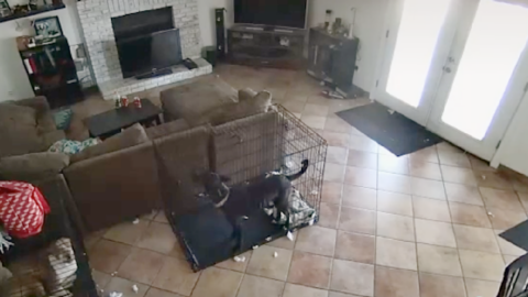 This Woman Caught A Ghost Taking Off Her Dog’s Collar and I’m Officially Spooked