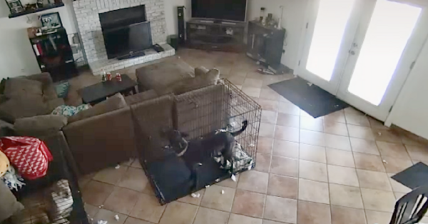 This Woman Caught A Ghost Taking Off Her Dog’s Collar and I’m Officially Spooked