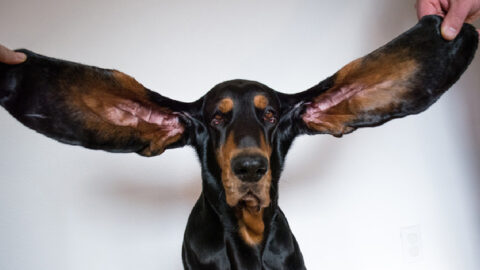 Meet Lou, The Dog With The Longest Ears According To The Guinness World Records