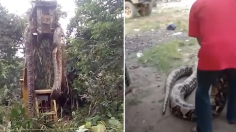 A Giant Snake Had To Be Lifted By A Crane In A Rainforest And I May Not Sleep Tonight