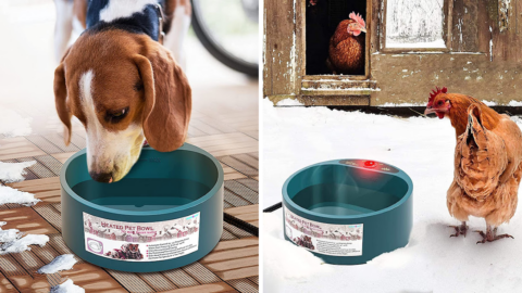This Heated Pet Water Bowl Is Perfect For Keeping Pets Hydrated During The Winter Months