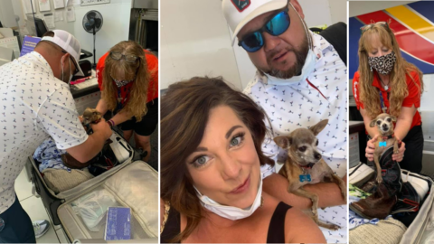 This Couple Found Their Little Chihuahua Hiding Inside In Their Luggage At The Airport