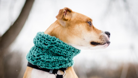 This Infinity Scarf Will Keep Your Dog Warm All Winter Long