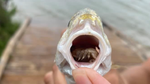 A Tongue Eating Parasite Was Found Living Inside A Live Fish And I’m Never Eating Seafood Again