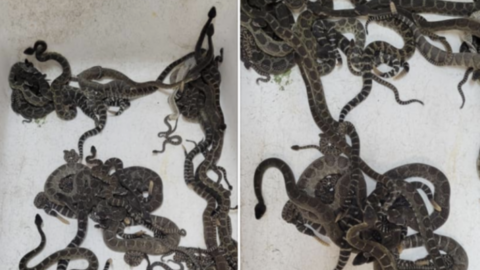 A Den Of Over 80 Rattlesnakes Was Removed From Underneath A Home And That Has To Be A Record