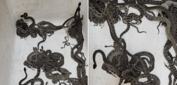 A Den Of Over 80 Rattlesnakes Was Removed From Underneath A Home And That Has To Be A Record