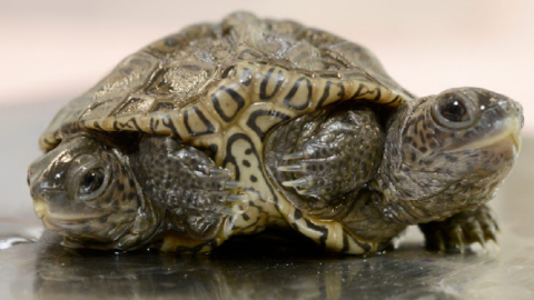 A Two-Headed Baby Turtle Was Born In Massachusetts And It Is So Cute