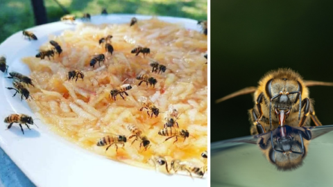 People Are Making Food Bowls For Bees To Eat From In The Winter and It Is Brilliant