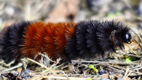 This Wooly Worm Caterpillar Can Predict Winter Weather and It’s Basically The New Punxsutawney Phil