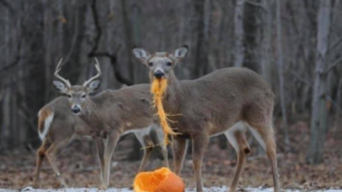 Don’t Throw Away Your Pumpkins After Halloween. Here’s Why.