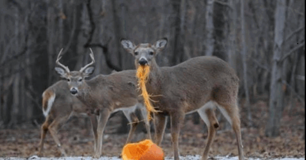 Don’t Throw Away Your Pumpkins After Halloween. Here’s Why.