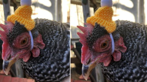You Can Get A Tiny Knit Hat For Your Chickens to Wear in the Winter