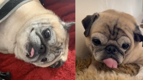 Noodle, The Adorable Pug Who Would Sometimes Wake Up With ‘No Bones’ Has Died