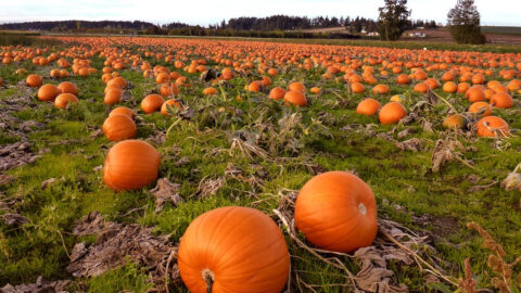 Here’s How To Pick The Perfect Pumpkin