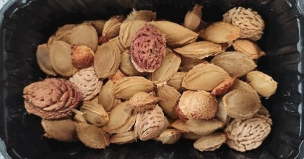 People Are Throwing Seeds From Fruit Out Their Windows While Driving and The Idea Is Actually Brilliant