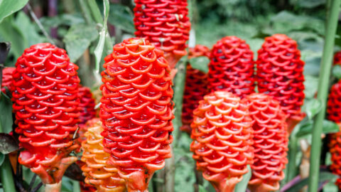 People Are Growing These Plants That You Can Squeeze Natural Shampoo From