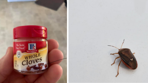 This Genius Hack Helps You Get Rid of Stink Bugs for The Fall and Winter Season