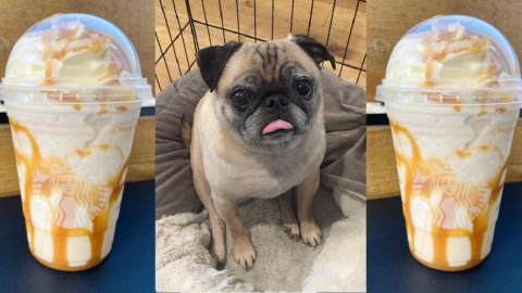 You Can Get A Bones Day Frappuccino From Starbucks To Celebrate Having A Great Day