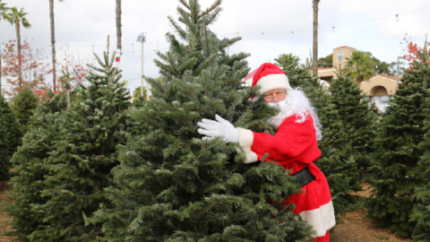 Experts Say, Expect To Pay More For Your Christmas Tree This Year. Here’s Why.
