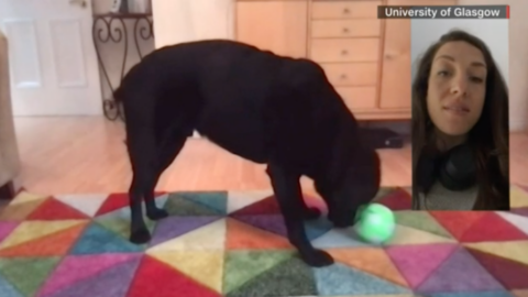 This Dog Toy Actually Lets Your Fur Baby Call You On The Phone