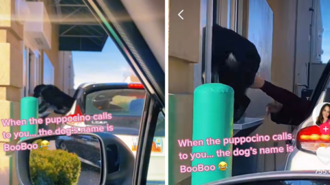 This Person Let Their Dog Climb Through a Starbucks Drive-Thru Window and That’s Not Ok