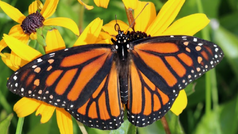 Monarch Butterflies Are Returning To California In Big Numbers For The Winter