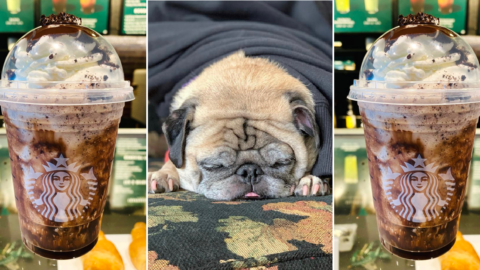 You Can Get A No Bones Day Frappuccino From Starbucks To Bring You Some Comfort As You Rest