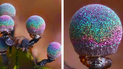 These Mushrooms Look Like A Galaxy Disco Ball and I Need Them In My Life