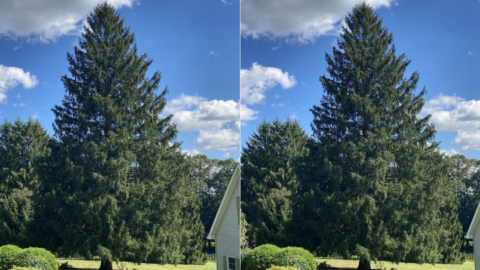 The New Rockefeller Tree Has Been Picked and This Time, It’s Not From New York